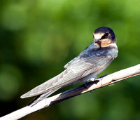 Hummingbirds, swifts and swallows
