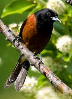 Tanagers and blackbirds