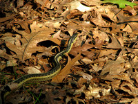 grter snake