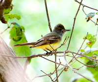 Great crested flycatcher