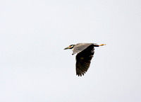Yellow-crowned night-heron