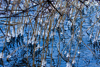 Icy reeds