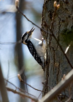 Hairy Woodpeckers