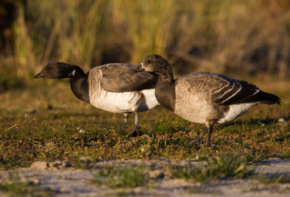 Brant