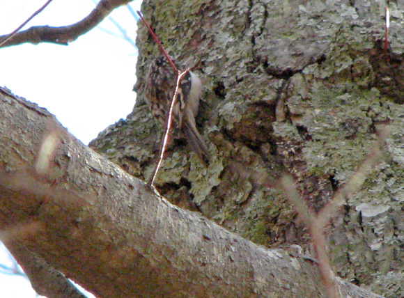 Brown creeper