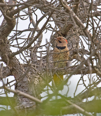 Northern Flicker