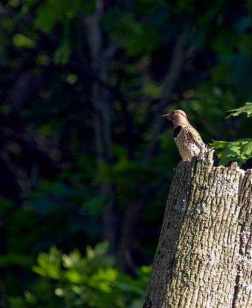 Northern flicker