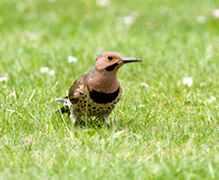 Northern flicker
