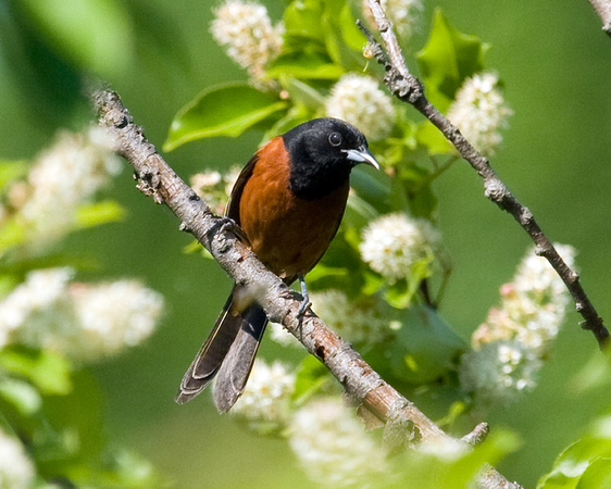 Orchard oriole  200%