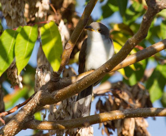 Yellow-billed Cuckoo