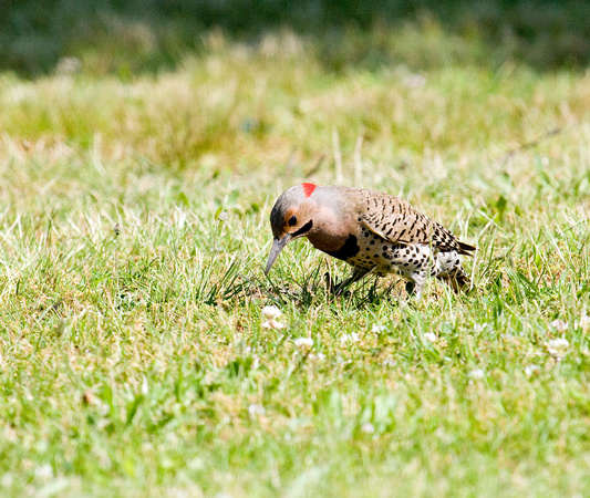 Northern flicker