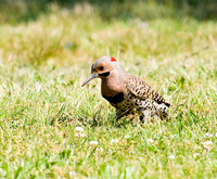 Northern flicker