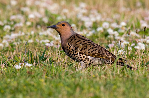 Northern flicker