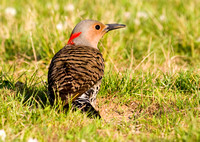 Northern flicker