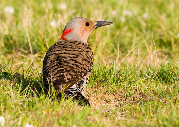 Northern flicker