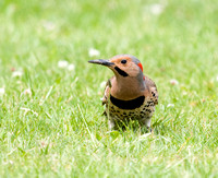 Northern flicker