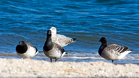 Brant