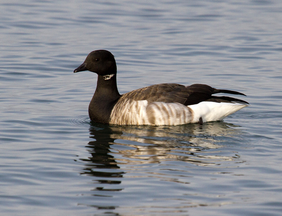 Brant