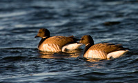 Brant