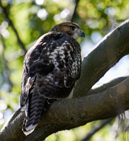 Red-tailed Hawk juvenile5