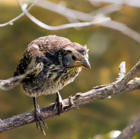 Red-winged blackbird fledgling