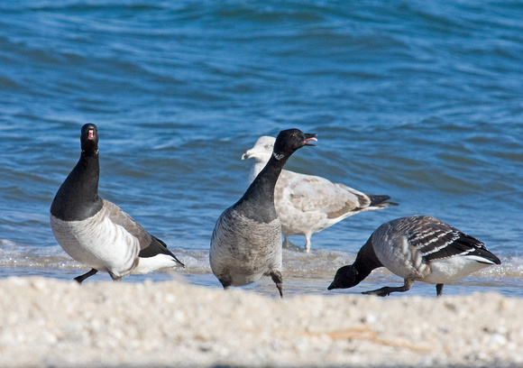 Brant