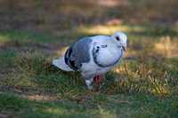 Rock Pigeon
