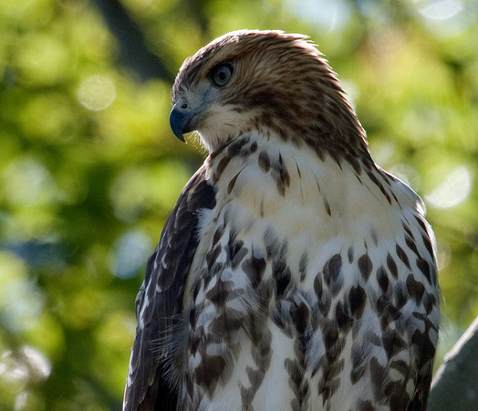 Red-tailed Hawk juvenile19