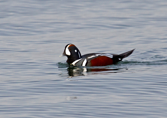 Harlequin duck