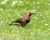 Northern flicker