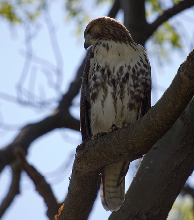 Red-tailed Hawk juvenile18